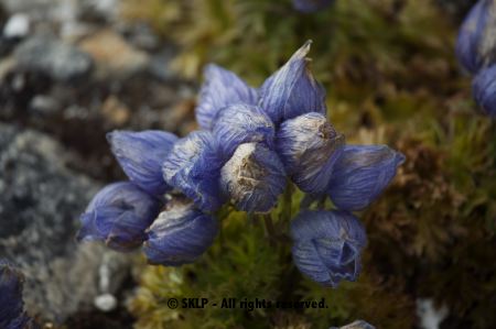 Alpine flower