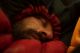 Angel sleeping